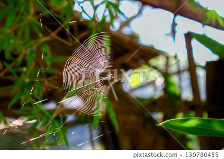 Spider Web at Yong-an Fishing Harbor in Winter. 130780455