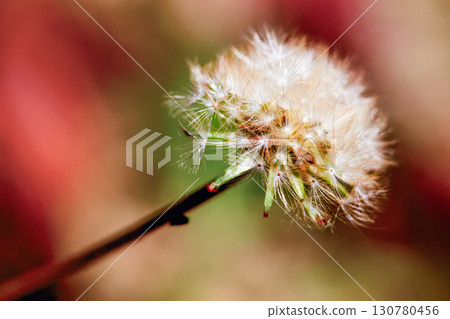 Dandelion Seed Head in Winter at Yong-an Fishing Harbor Taiwan. 130780456