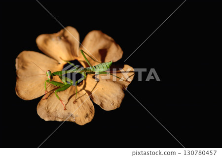 Praying Mantis on Dry Flower in Winter at Yong-an Fishing Harbor Taiwan. 130780457