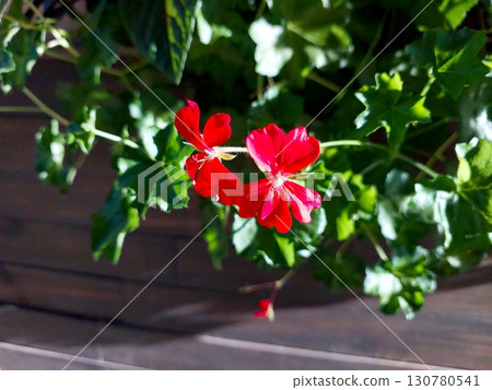 Vibrant Pelargonium Geraniaceae Flowers Bloom Under Sunlight in a Garden Setting Vibrant Pelargonium Geraniaceae Flowers Bloom Under Sunlight in a Garden Setting 130780541