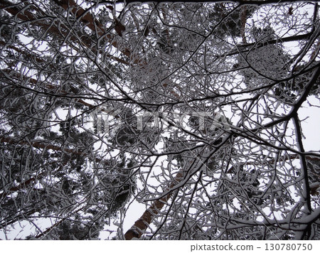 Pattern Of Trees Branches Covered With Snow Bottom Point Of View Pattern Of Trees Branches Covered With Snow Bottom Point Of View 130780750