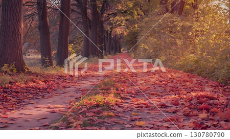 dirt path covered in fallen leaves between trees in an autumn forest landscape view 130780790