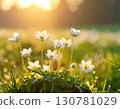 春天的草地上開滿了白色的花，在早晨的陽光下閃閃發光 130781029