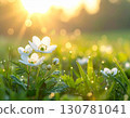白色的花朵在清晨的陽光和露水草地上閃耀 130781041