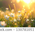 沐浴在金色光芒中的白色花朵和草地 130781051
