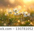 晨光中的白色花朵和露珠 130781052