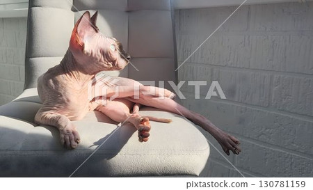 Sphynx cat lounges in sunlight on a soft chair during a warm afternoon in a cozy indoor environment 130781159