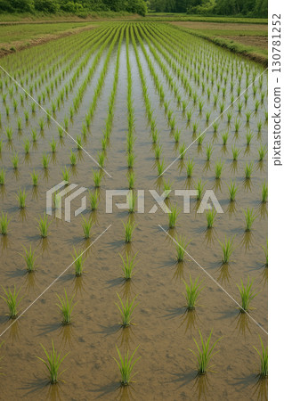 Rice field just after rice planting 130781252