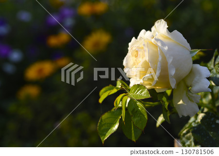 A rosebud. A white rose flower in the rays of the sun.  A delicate white rose bud. 130781506