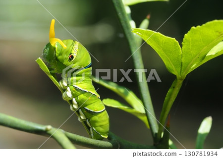 Swallowtail butterfly larva (extending its horns to intimidate) 130781934