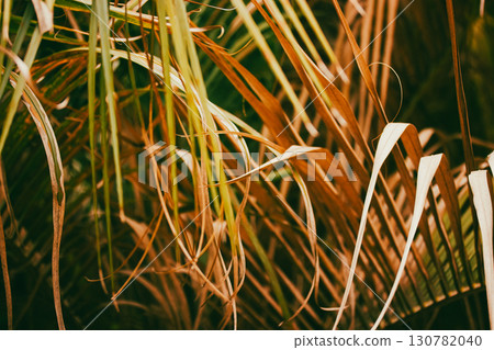 A detailed view of palm leaves in warm tones, capturing natural textures beautifully. Palm tree foliage in shades of brown and green, showcasing natural textures and details of rainforest, jungles. 130782040