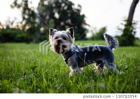 A Yorkshire Terrier dog stands in a grassy field on a beautiful sunny day. Yorkie doggy in a meadow of green grass in the evening. A Yorkshire Terrier dog stands in a grassy field on a beautiful sunny day. Yorkie doggy in a meadow of green grass in the evening. 130782054