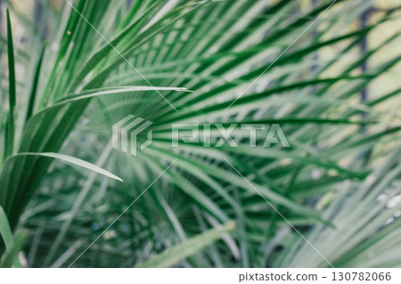 Striking view of detailed green palm leaves, capturing the essence of tropical nature. Lush, vibrant palm leaves, offering a refreshing natural scene. Striking view of detailed green palm leaves, capturing the essence of tropical nature. Lush, vibrant palm leaves, offering a refreshing natural scene. 130782066