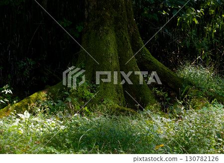 Forest through which light shines 130782126