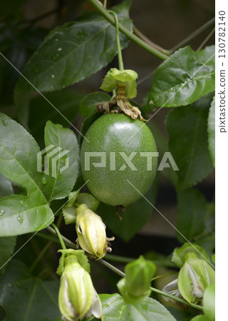 Kudamono Tokusei Kudamono Tokusei 130782140