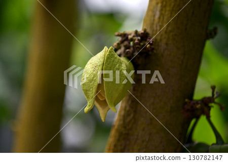 soursop 130782147