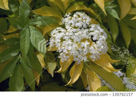 長老 長老 130782157