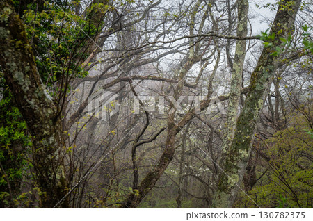 Magnolias blooming in the forest [Hijiri Plateau] 130782375