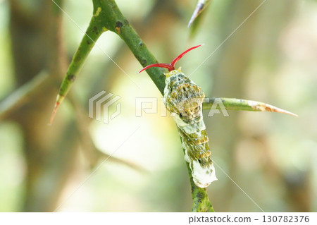 Black swallowtail larva (extending its horns to intimidate predators) Black swallowtail larva (extending its horns to intimidate predators) 130782376