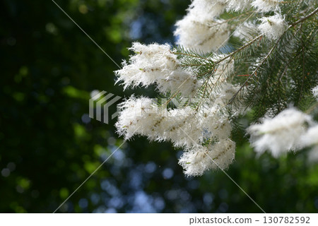 千層 千層 130782592