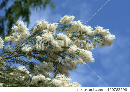 Melaleuca 130782598