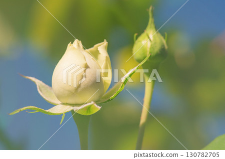 Beige rose and green leaves on a blue sky background. Beige rose and green leaves on a blue sky background. 130782705