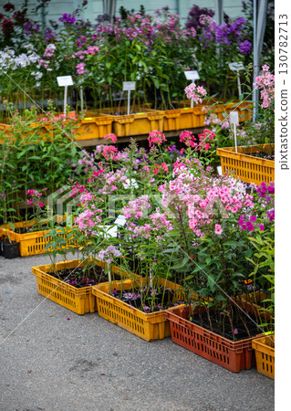 Plant market event offering seasonal flowering plants in containers including phlox in crates 130782713