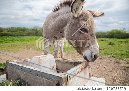 Gray Donkey Drinking Water from Wooden Trough in Rural Farm Setting 130782729