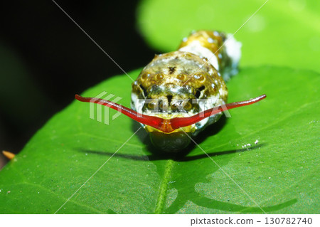 Black swallowtail larva (extending its horns to intimidate predators) Black swallowtail larva (extending its horns to intimidate predators) 130782740