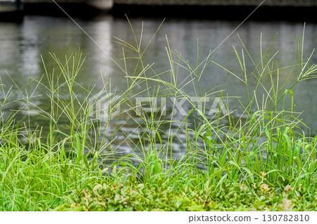 Crabgrass Crabgrass 130782810