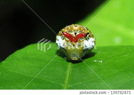 黑燕尾蝶幼蟲（伸出角來恐嚇掠食者） 130782873
