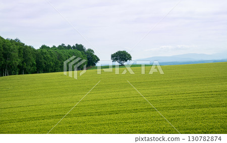 美瑛的麥田風光 130782874