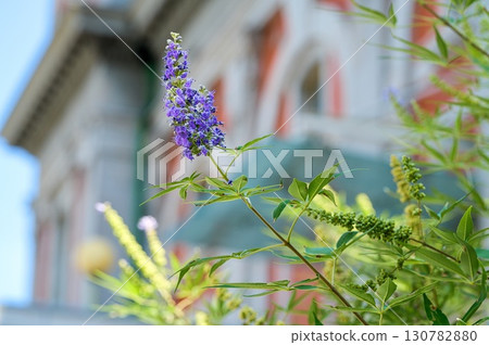 胡蘿蔔胡蘿蔔 胡蘿蔔胡蘿蔔 130782880