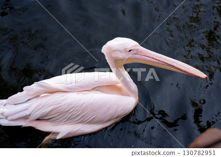 A Great White Pelican (Pelecanus onocrotalus) swimming in the waters of lake A Great White Pelican (Pelecanus onocrotalus) swimming in the waters of lake 130782951