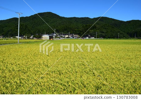 開始成熟的稻穗山形莊內米 開始成熟的稻穗山形莊內米 130783008