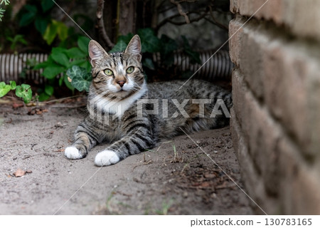 cat resting peacefully on the ground in the garden next to a brick wall. cat resting peacefully on the ground in the garden next to a brick wall. 130783165