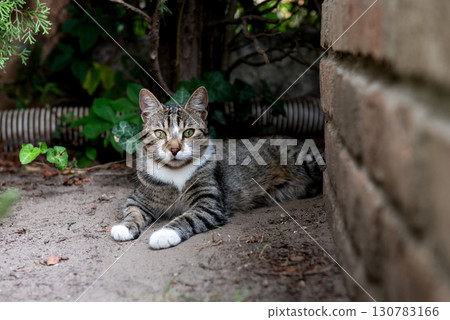 cat resting peacefully on the ground in the garden next to a brick wall. cat resting peacefully on the ground in the garden next to a brick wall. 130783166