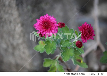 花床菊花的秋天開花 130783185