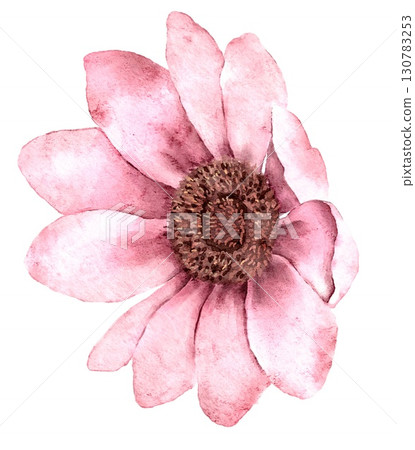 Watercolor pink anemone flower with soft petals, ideal for invitations, stationery, and feminine floral projects 130783253