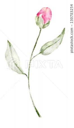 Watercolor illustration of a delicate pink flower bud with green leaves and stem, hand painted in soft style. Part of a large floral bouquet set. Perfect for wedding invitation, greeting card, packagi 130783254