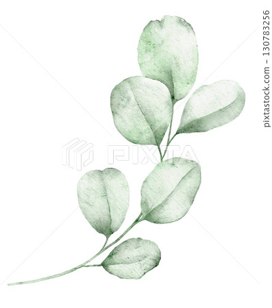 Watercolor eucalyptus branch with green leaves, hand painted botanical element for elegant compositions and natural projects. 130783256