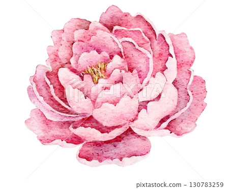 Watercolor soft pink peony bloom with round petals, isolated on white, romantic floral element for wedding invitations, cards and elegant decorations. 130783259