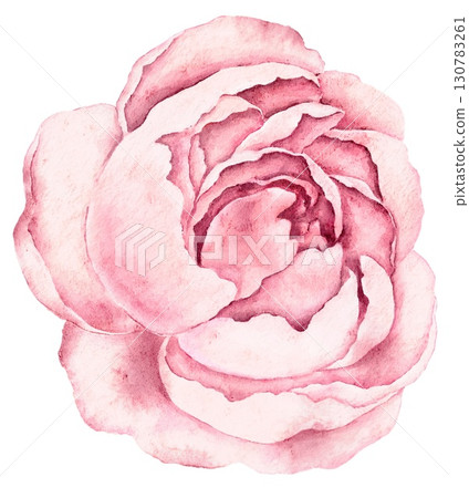 Watercolor soft pink peony bloom with round petals, isolated on white romantic floral element for wedding invitations, cards and elegant decorations. Watercolor soft pink peony bloom with round petals, isolated on white romantic floral element for wedding invitations, cards and elegant decorations. 130783261
