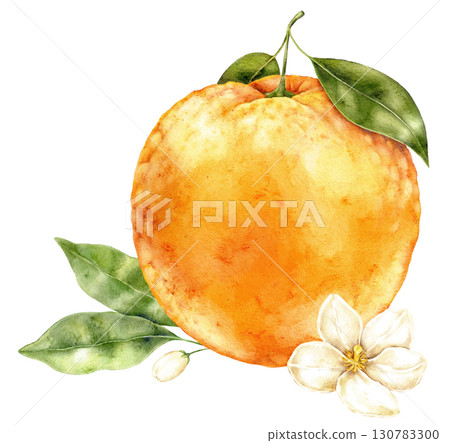 Watercolor orange with green leaves and delicate blossom on white background. Artistic citrus fruit element in natural style with soft hand painted texture. Watercolor orange with green leaves and delicate blossom on white background. Artistic citrus fruit element in natural style with soft hand painted texture. 130783300