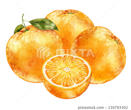 Watercolor tree oranges with half orange fruit and on white background. Artistic citrus fruit element in natural style with soft hand painted texture. Watercolor tree oranges with half orange fruit and on white background. Artistic citrus fruit element in natural style with soft hand painted texture. 130783302