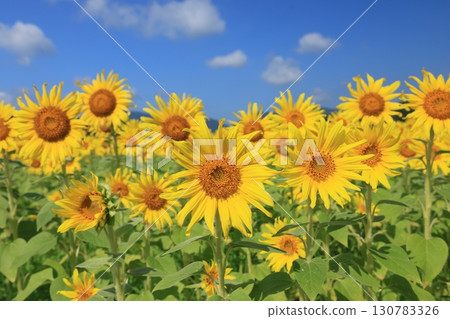 Sunflower field 3838 Sunflower field 3838 130783326