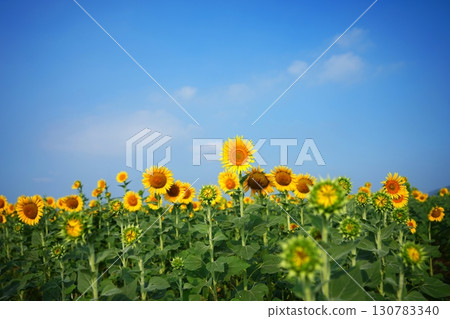 向日葵田109 130783340