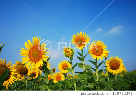 向日葵田112 130783341