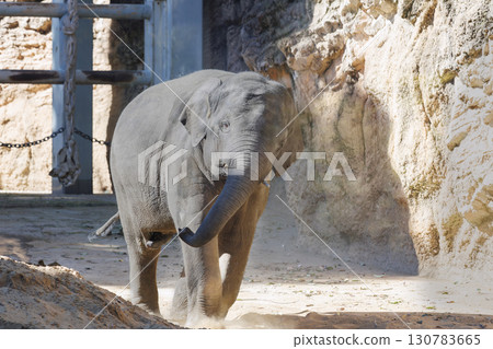 A baby elephant kicks up dust as it moves forward 130783665