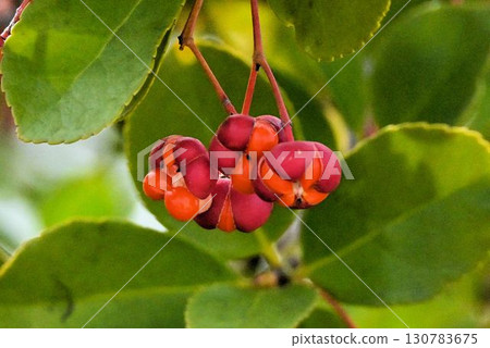 The red skin splits open to reveal the orange seeds inside, making this a beautiful Masaki fruit. 130783675